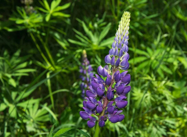 Lupin Bluebonnet Närbild Grön Bakgrund Makro Lupinus Ärtväxter — Stockfoto