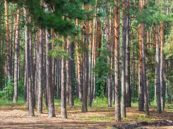 Çam ormanı güneş ışığı altında pinery, çam ormanı, çam ağacı, peri orman. Orman manzara