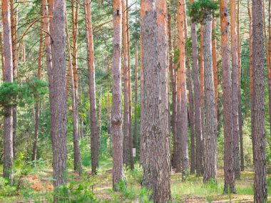 çam ormanı, pinery, çam ormanı, çam ağacı, peri orman. Orman manzara