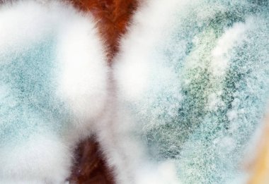 Bakterinin koloni, kalıp, makro ve üstten görünüm. Mikrobiyoloji