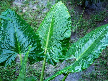 Fil kulak (Alocasia Odora) sonra yağmur, üstten görünüm