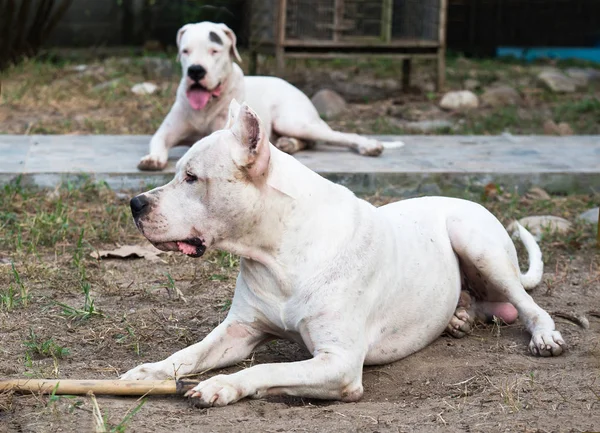 Miután a többi udvari két Dogo Argentino — Stock Fotó