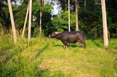 Boynuzlu manda yağmur ormanlarında sunset Bulvarında Tayland'da otlatılması.