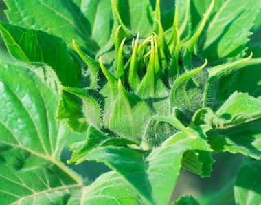 Güneş ışığı altında genç yeşil ayçiçeği bud. Yakın çekim