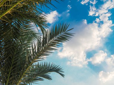 Bulutlu gökyüzü arka plan üzerinde palmiye dalları