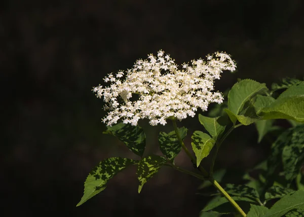 Vieille baie en fleurs. Inflorescence de sureau (Sambucus nigra), macro — Photo