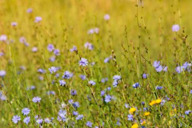 Hindiba çiçek alanında
