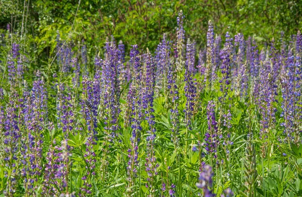 야생 여름 필드 풀밭에 바이올렛 르 피나 스의 꽃. Lupinus입니다. Fabaceae 가족 — 스톡 사진