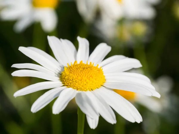 Zblízka střílel z heřmánkového květu v slunečním světle — Stock fotografie