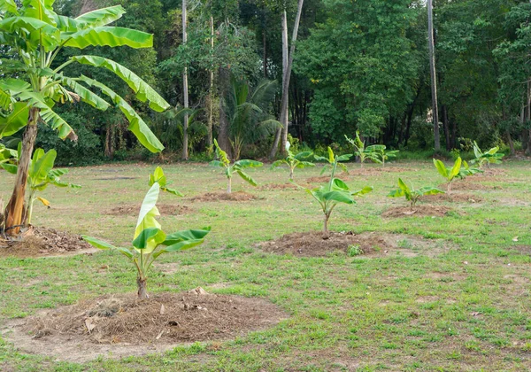 Plantation of young banana trees. Banana Farm