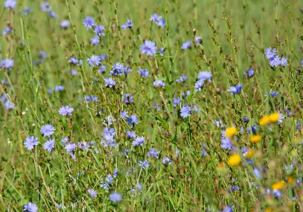 Цикорійні квіти в полі під сонячним світлом. Лікувальна трава — стокове фото