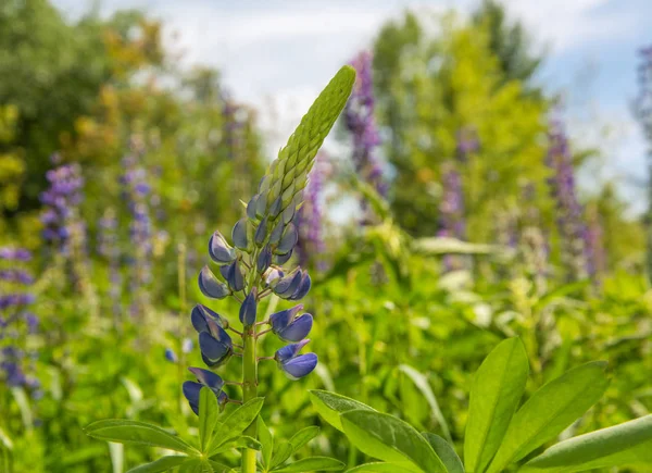 Alanında Bloom mavi Lupin, yakın yukarı — Stok fotoğraf