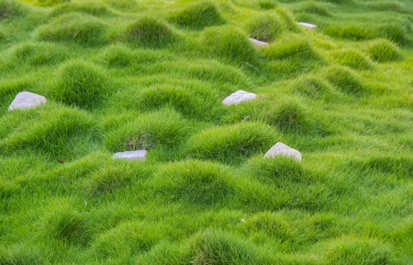 Prato con piccola erba verde con tubercoli e pietre su di esso — Foto Stock