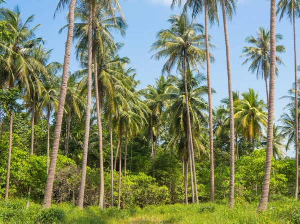 Belos coqueiros fazenda palmeiras em Koh Samui ilha Tailândia. Paisagem tropical — Fotografia de Stock