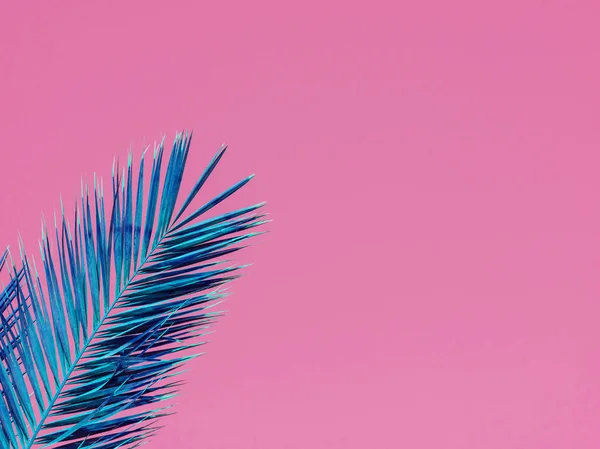 Close up of blue palm leaf on pink background. Summer vacation, holiday and tourism concept. Copyspace