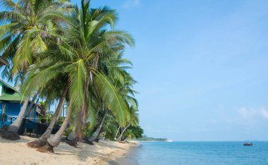 Hindistan cevizi palmiye ağaçları ve berrak mavi gökyüzü ile Tropikal sabah kum plaj. Tayland, Samui adası, Maenam.