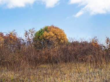 Küresel iklim değişikliği kavramı. Yarım canlı ve yarım ölü ağaç