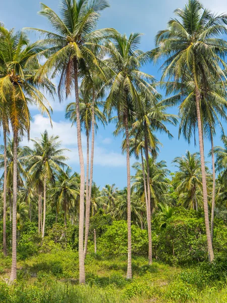 Palme da cocco contro il cielo blu. Piantagione di palme — Foto Stock