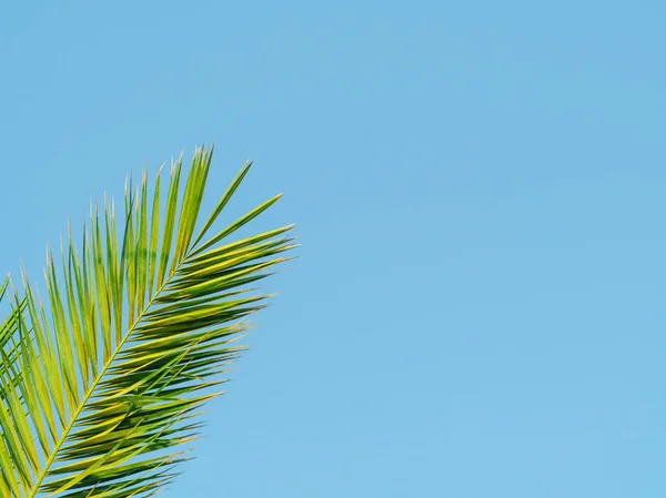 Primo piano di foglia di palma verde su sfondo blu. Vacanze estive, vacanze e concetto di turismo. Copia spazio — Foto Stock