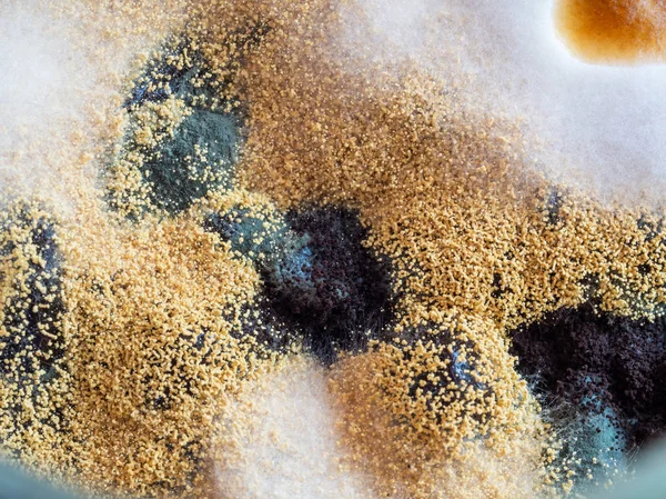 Μακρο μούχλα και βακτηριακές αποικίες που αναπτύσσονται σε επιφάνεια μαρμελάδας, κορυφή θέα, μαύρη μούχλα — Φωτογραφία Αρχείου