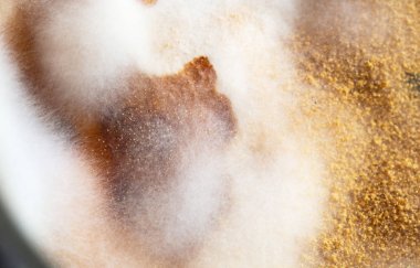 Penicillium kalıp kolonileri büyüyen, yakın