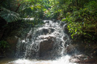 Yağmur ormanları tropikal şelale su çalışan