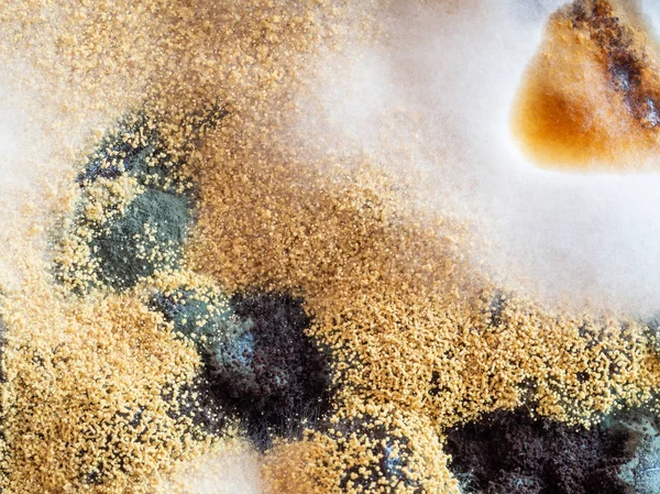 微生物的菌落。在果酱上模具。宏观拍摄。顶视图 — 图库照片