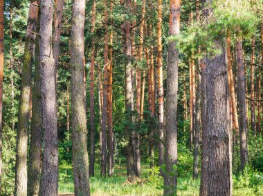 Yaz aylarında güneş ışığında kozalaklı orman. Yemyeşil yeşillikli çam ağacı gövdeleri