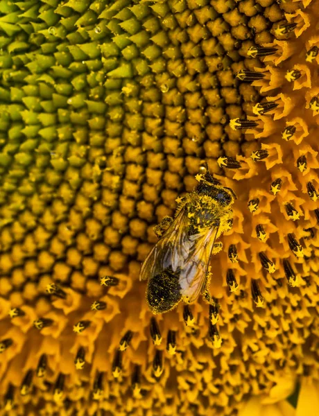 La abeja en el polen recoge la miel en el girasol, macro — Foto de Stock