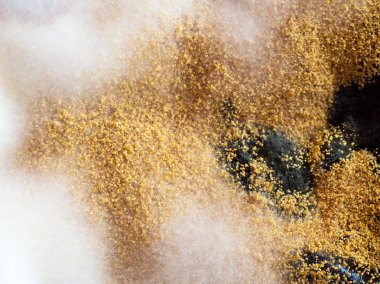 Kalıp. Makro fotoğraf. Seçici odak. Üstten görünüm