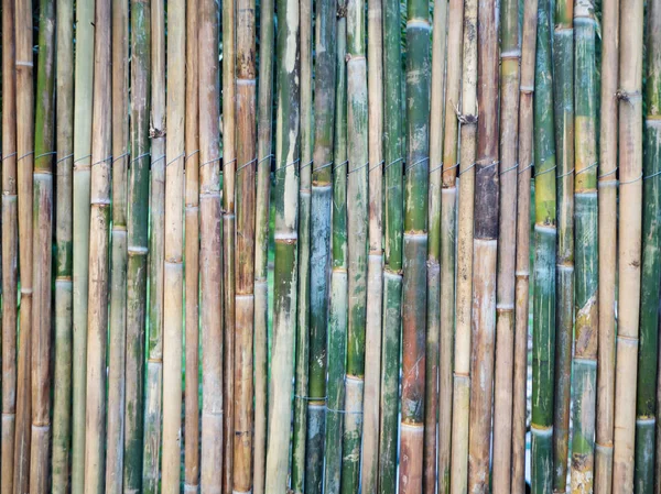 Pared de bambú de colores verdes y marrones, textura, fondo natural, primer plano — Foto de Stock