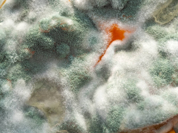 Modern biotechnology. Macro photo, moldy jam. Sporangia mold