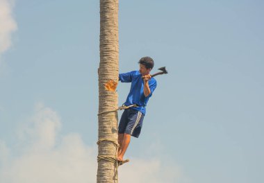 Hindistan cevizi palmiye ağacı balta tarafından düşen