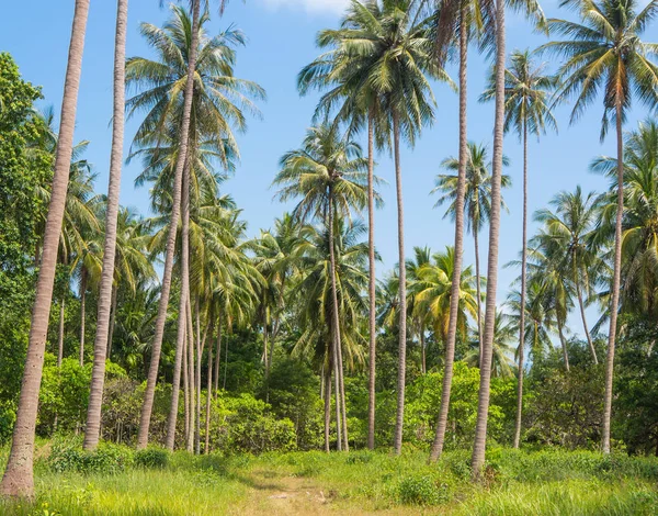 Palmeiras de coco na floresta tropical — Fotografia de Stock