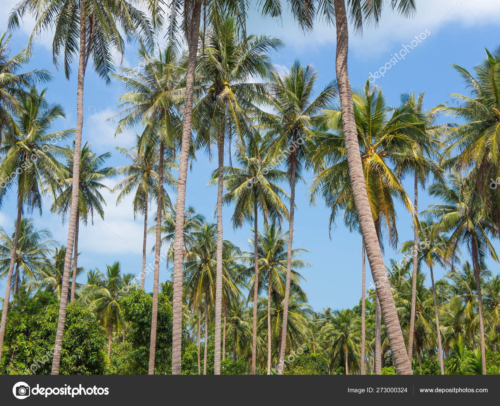 青い空に対するココナッツヤシの木 熱帯の風景 ストック写真 C Yurich84