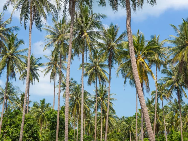 Palmeiras de coco contra céu azul.Paisagem tropical — Fotografia de Stock