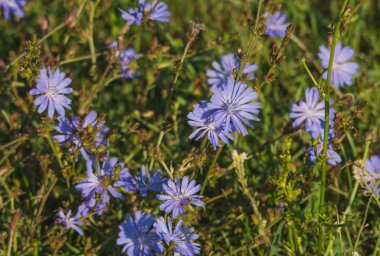 Hindiba çiçek alanında