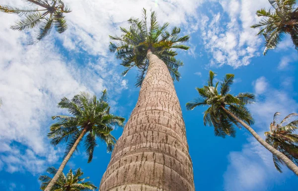 Palmeiras tropicais sob o céu azul — Fotografia de Stock