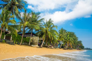 Samui Maenam sabah plaj gökyüzü altında hindistan cevizi avuç içi ile. Mutlu tatil, dinlenme, pastoral manzara