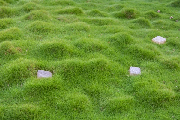 Prato con piccola erba verde con tubercoli e pietre su di esso — Foto Stock