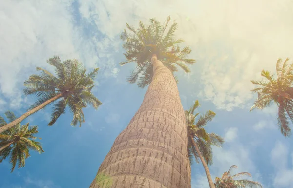 Palme tropicali illuminate dal sole - vintage — Foto Stock