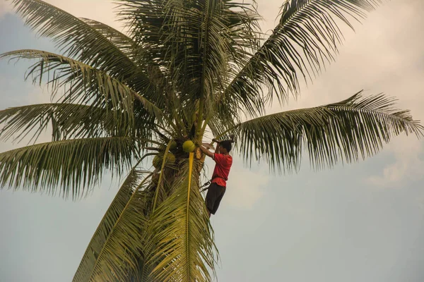 Jardineiro em arnês subindo uma palmeira de coco para cortar ramos mortos em um jardim costeiro tropical — Fotografia de Stock