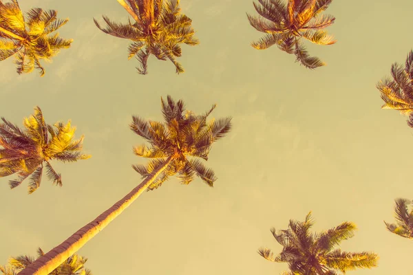 Palme tropicali al tramonto - vintage — Foto Stock