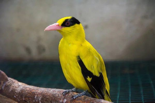 Η χρυσή ορίδα (Οριάολος όριολος) σε ένα κλαδί. Θλιβερό πουλί σε κλουβί — Φωτογραφία Αρχείου