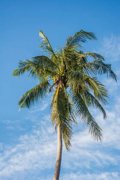 Parte superior da palmeira de coco — Fotografia de Stock