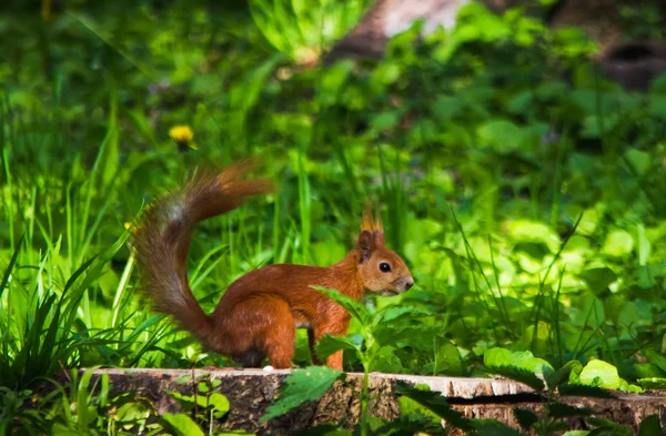 Rotes Eichhörnchen im Gras im Park auf einem Baumstumpf — Stockfoto