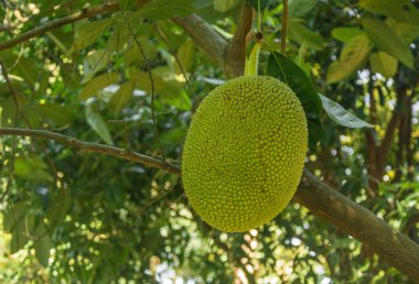 Taze yeşil Jackfruit (Artocarpus heterophyllus ) br asılı