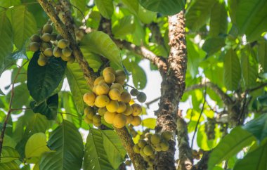 Bahçede ağaç taze Lansium paraziticum, lanzones, Lansones, Longkong güney langsat