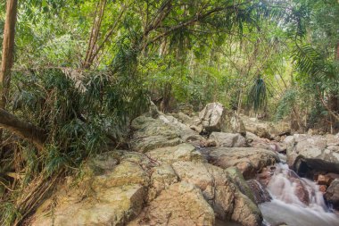 Orman. Dere fotoğrafçılığı ile Orman tropik yağmur ormanları. Doğal doğa arka plan, Asya,