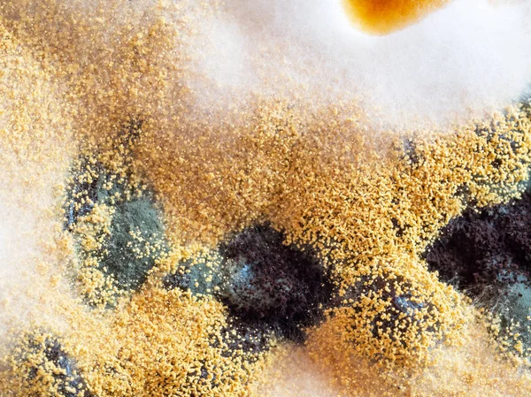 Μαύρη μούχλα. Μικροβιολογίας. Αποικία βακτηρίων, μακρο και κορυφαία θέα — Φωτογραφία Αρχείου